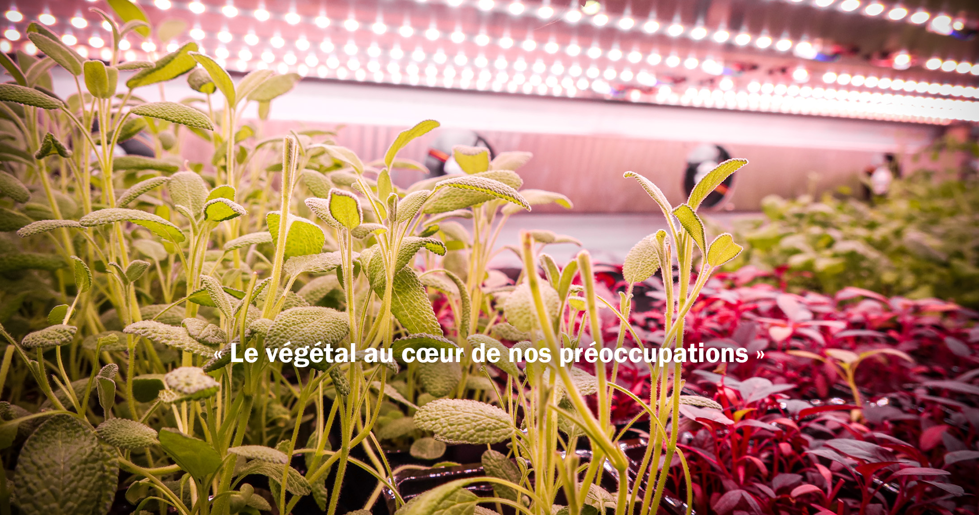 Plantation biologique de persil en vertical farming éclairé par leds basse consommations brevetées ledome.