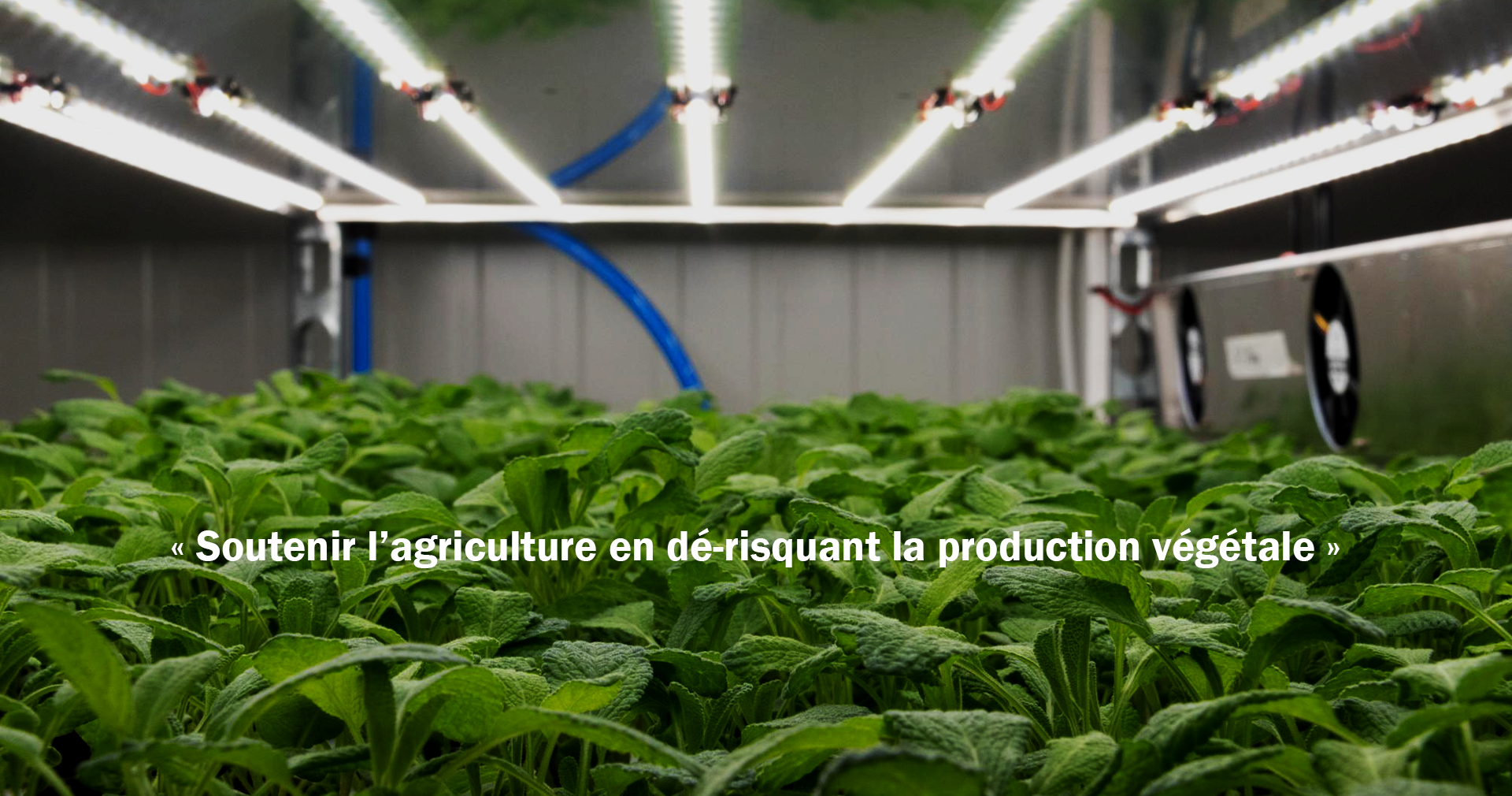 Plantation hydroponique de sauge auto-géré en ferme verticale vif systems avec led ledome.