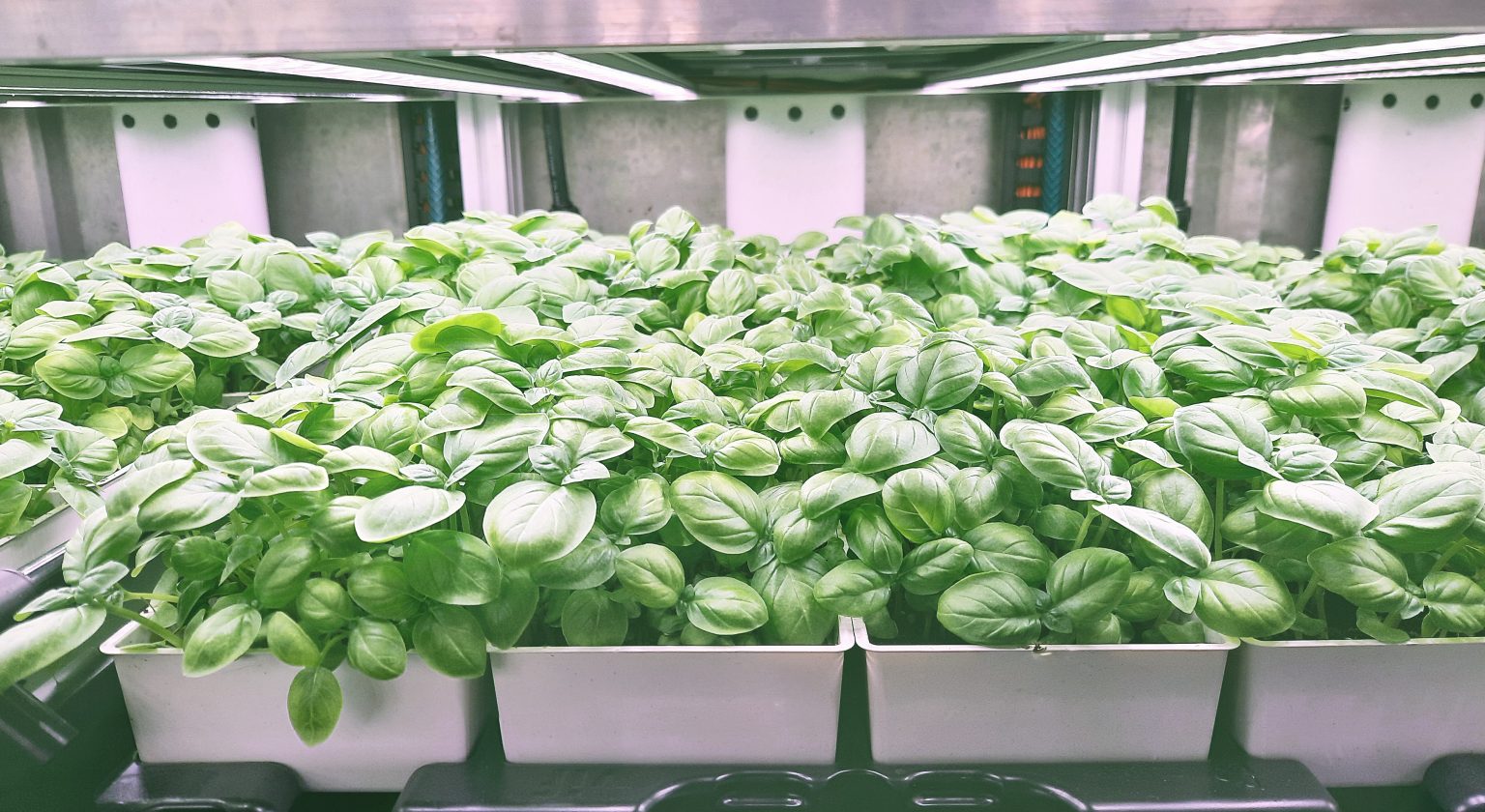 Photo-5-zoom-Basil-1536×840