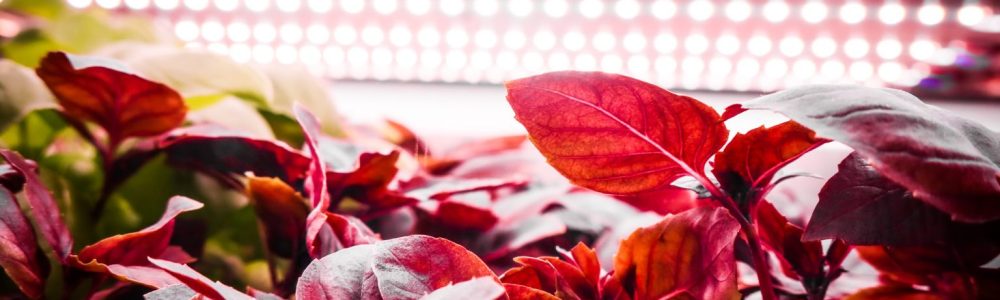 ECLAIRAGE-BASILIC-POURPRE-1536x1024